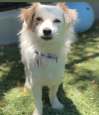 Dusty CA