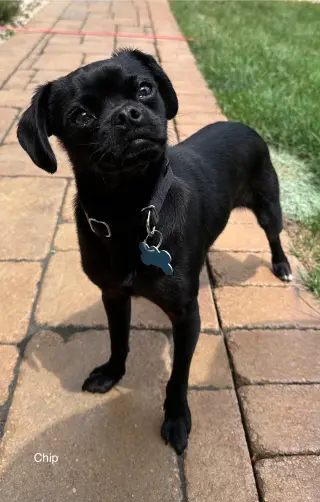 Chip CA