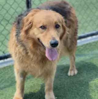 Chewie CA