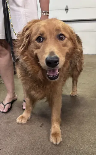 Chewie CA