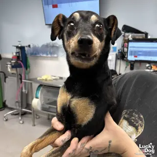 Bogart