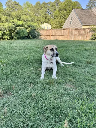 Angel