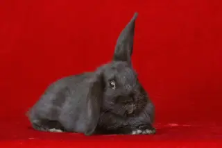 Sylvi