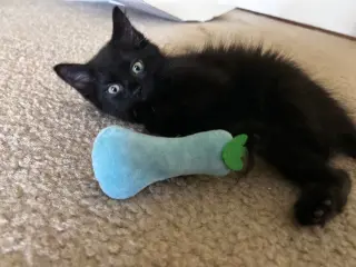 Raven