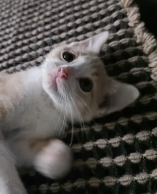 Koi (aka Kramer)
