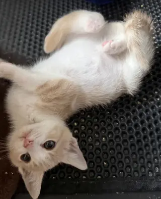 Koi (aka Kramer)