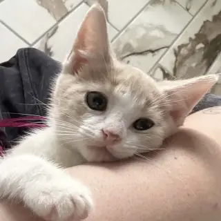 Koi (aka Kramer)