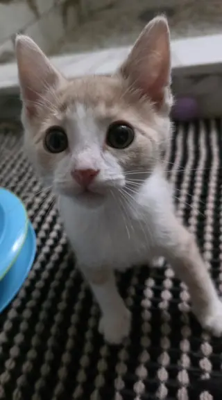 Koi (aka Kramer)