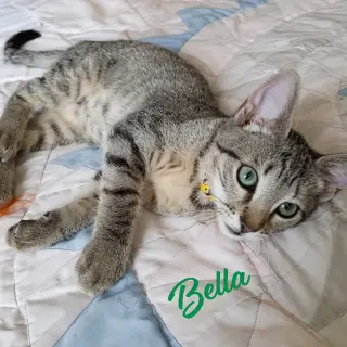 Bella #tabby-IV-pack