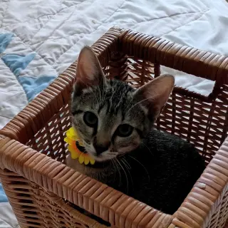 Bella #tabby-IV-pack