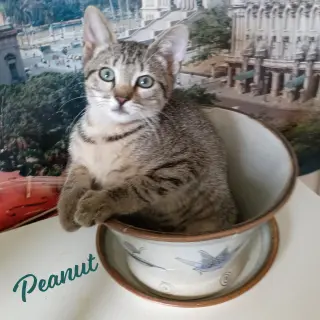 Peanut #tabby-IV-pack