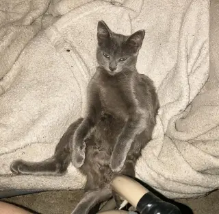 Chat Napa Petco