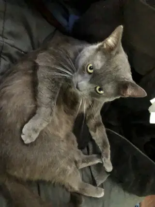 Chat Napa Petco