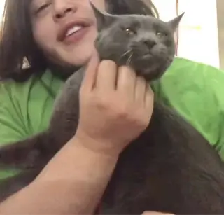 Chat Napa Petco