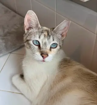 Miss Marshmallow
