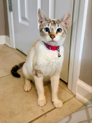 Miss Marshmallow