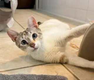 Miss Marshmallow