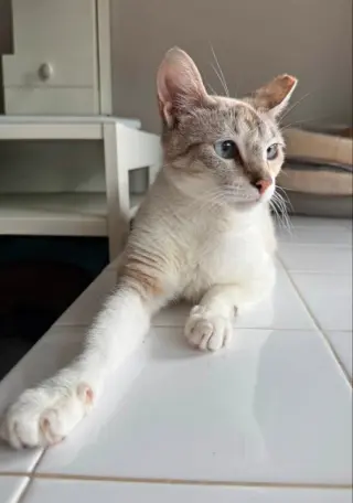 Miss Marshmallow