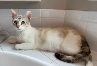 Miss Marshmallow