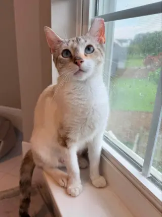 Miss Marshmallow