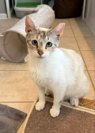 Miss Marshmallow