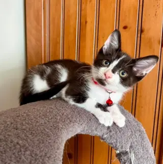 Oreo