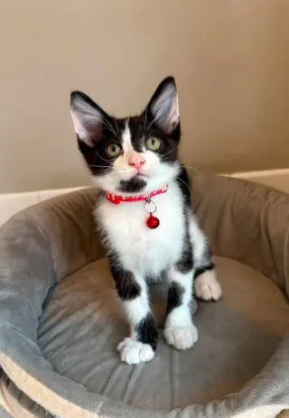 Oreo