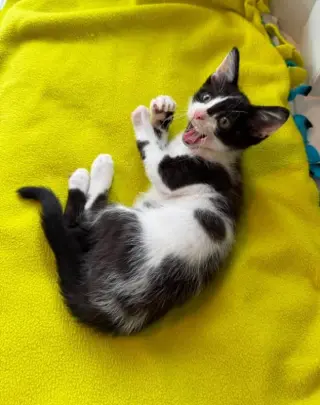 Oreo