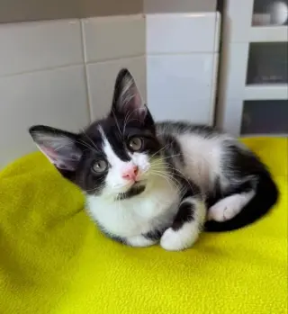 Oreo
