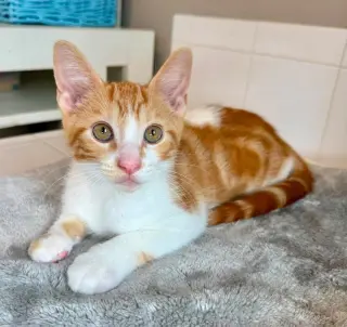 Creamsicle