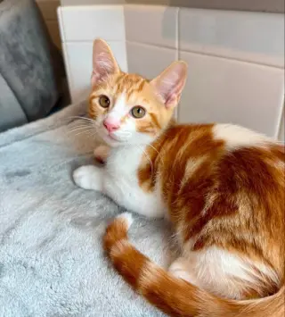 Creamsicle