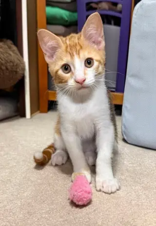Creamsicle