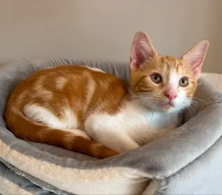 Creamsicle