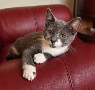 Gus