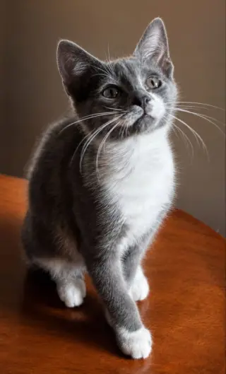 Gus