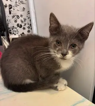Gus