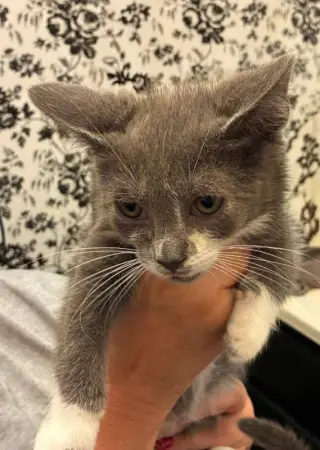 Gus