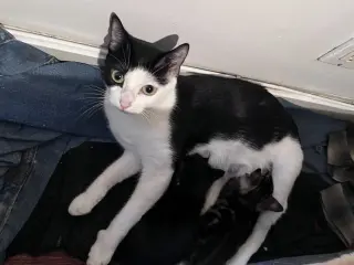 Nova
