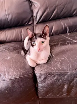 Nova