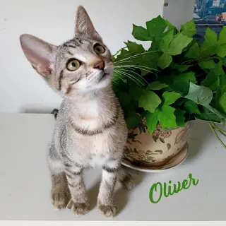 Oliver #tabby-IV-pack