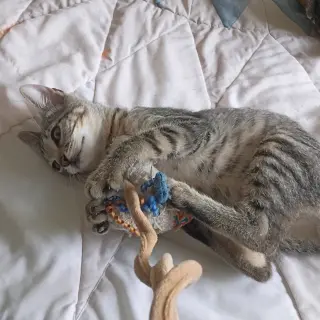 Oliver #tabby-IV-pack