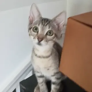 Oliver #tabby-IV-pack