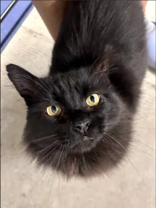 Loki (Courtesy Post)