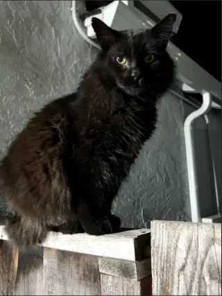Loki (Courtesy Post)