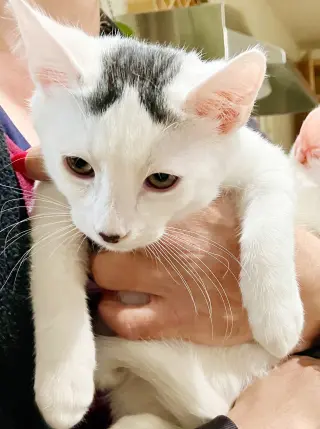 Strudel