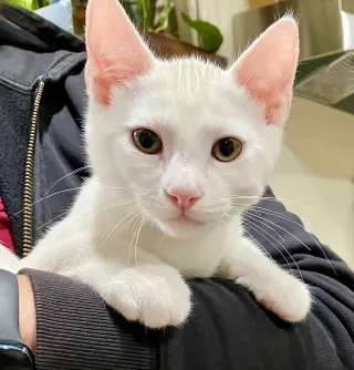 Snowball