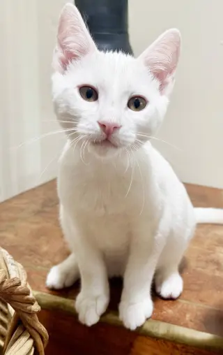 Snowball