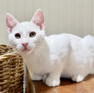Snowball