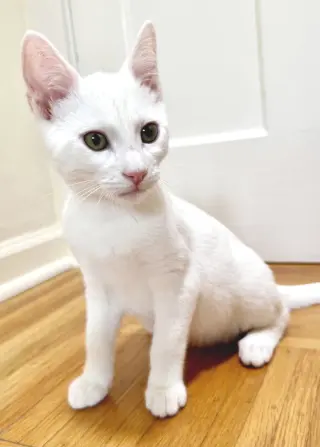 Snowball