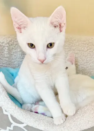 Snowball